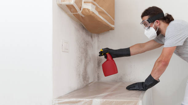Professional Black Mold Remediation technician working in Quincy, IL