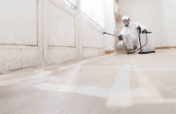 24/7 Emergency Black Mold Remediation experts in Quincy, IL