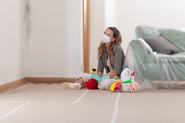 Reliable Black Mold Remediation contractor in Quincy, IL by Car Mold Remediation