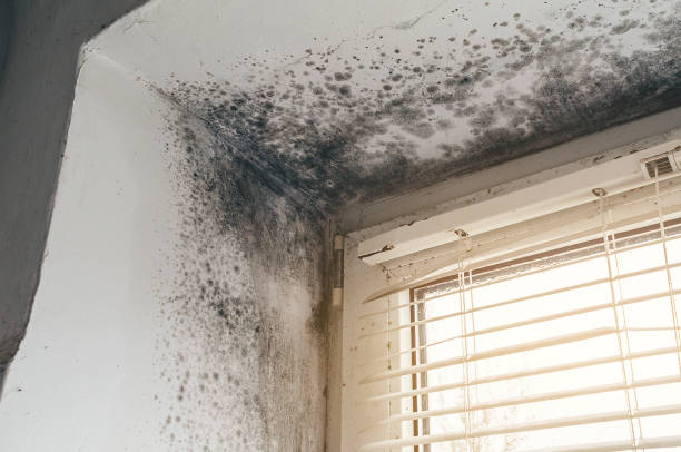Affordable Black Mold Remediation solutions in Quincy, IL