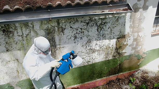 Top rated local Black Mold Remediation specialists in Quincy, IL